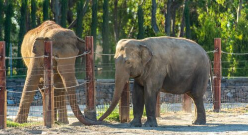 izmir sasalı doğal yaşam parkı fil