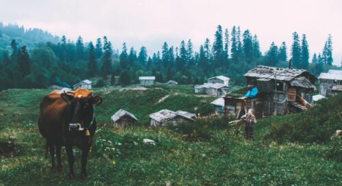 artvin gorgit yaylası