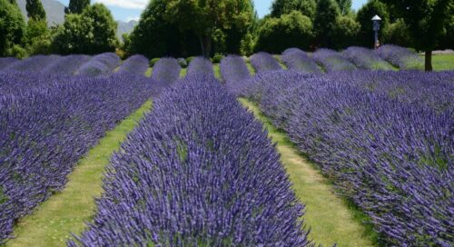 burdur lavanta tarlaları