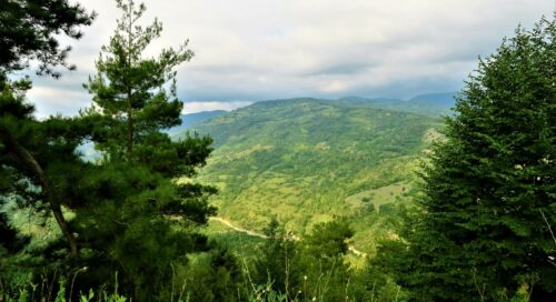 yenice ormanları
