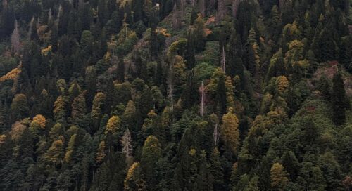 ayder yaylası hava durumu