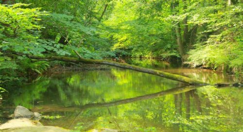 iğneada longozunda ne yapılır