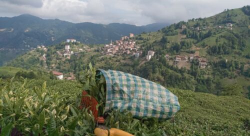 rize çay tarlaları