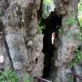 hatay-musa-agaci